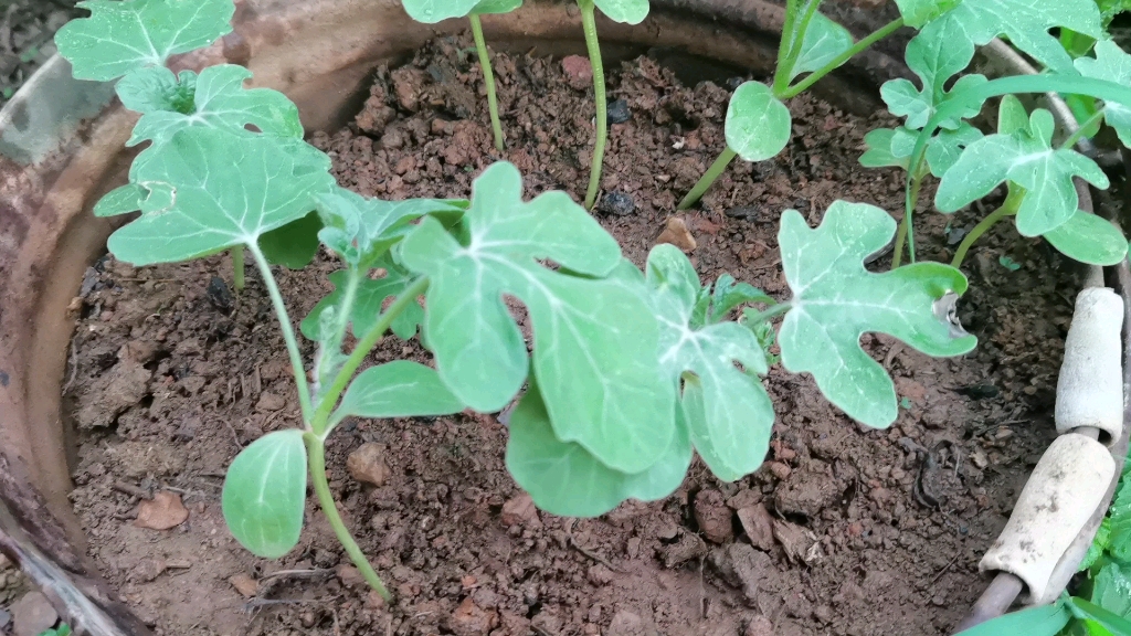记录西瓜籽发芽的第十一天