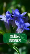 Download Video: 高原精灵龙胆花，能开出自然界少有的蓝色花朵！#龙胆花#养花 #园艺