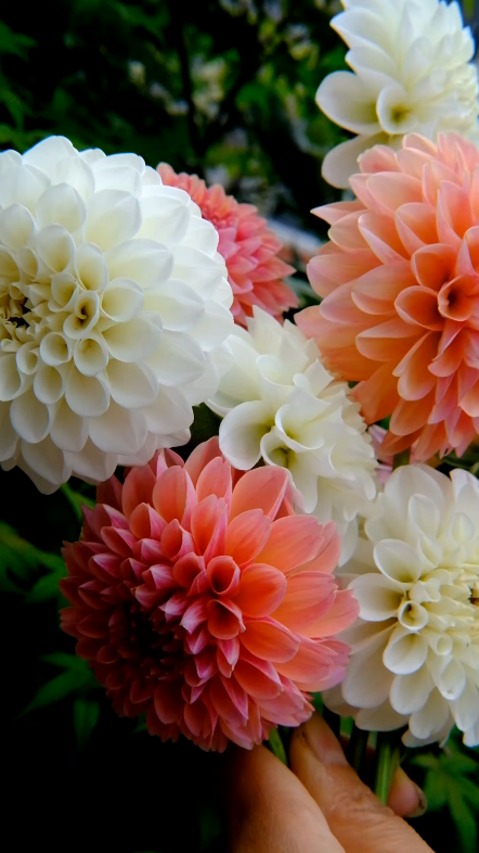 大丽花【白色砰砰砰】与【琳达宝贝】