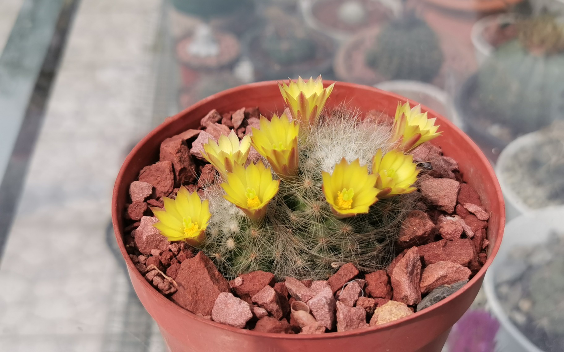 芳香丸仙人球的花期图片