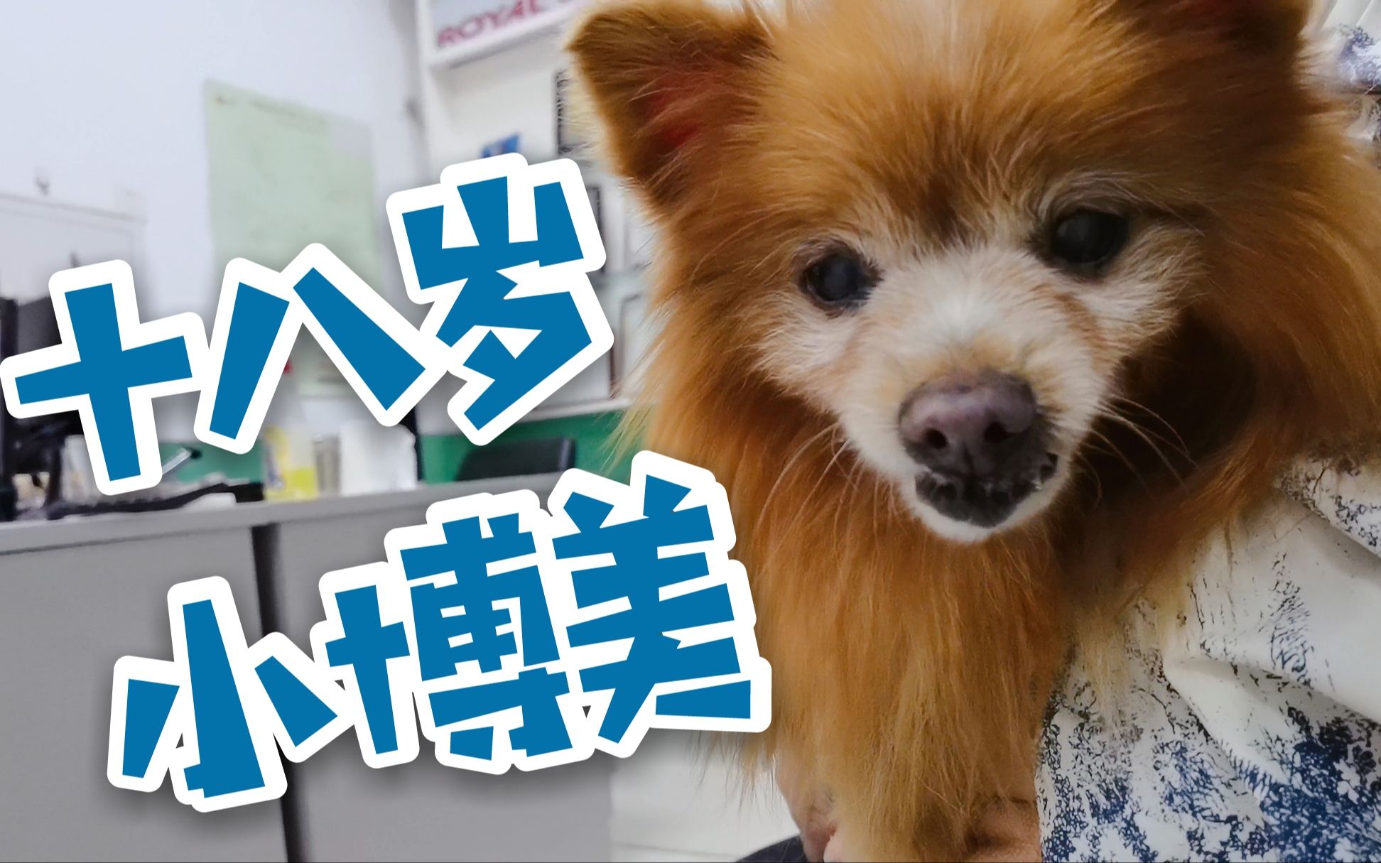 十八岁狗狗去医院,长寿秘诀大公开