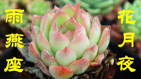 科普向 花月夜vs雨燕座vs月光女神vs灵隐vs猎户座 哔哩哔哩 科普向 花月夜vs雨燕座vs月光女神vs灵隐vs猎户座 哔哩哔哩