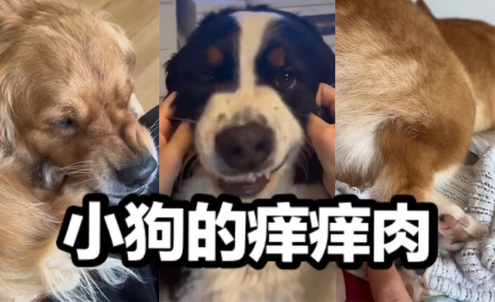 原来小狗也有痒痒肉!