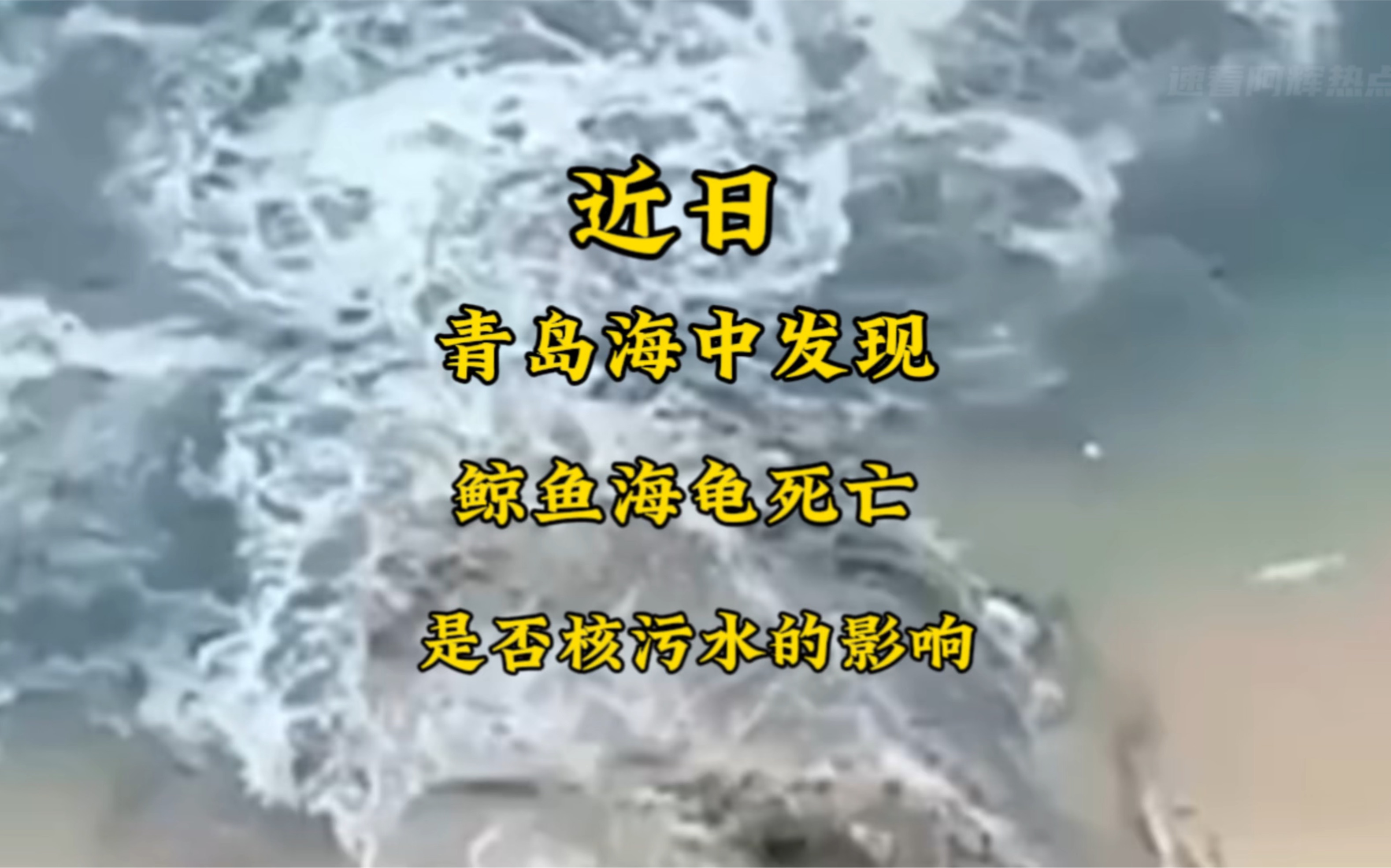 [图]近日：青岛海中发现鲸鱼海龟死亡，是否日本排放核污染水的影响.