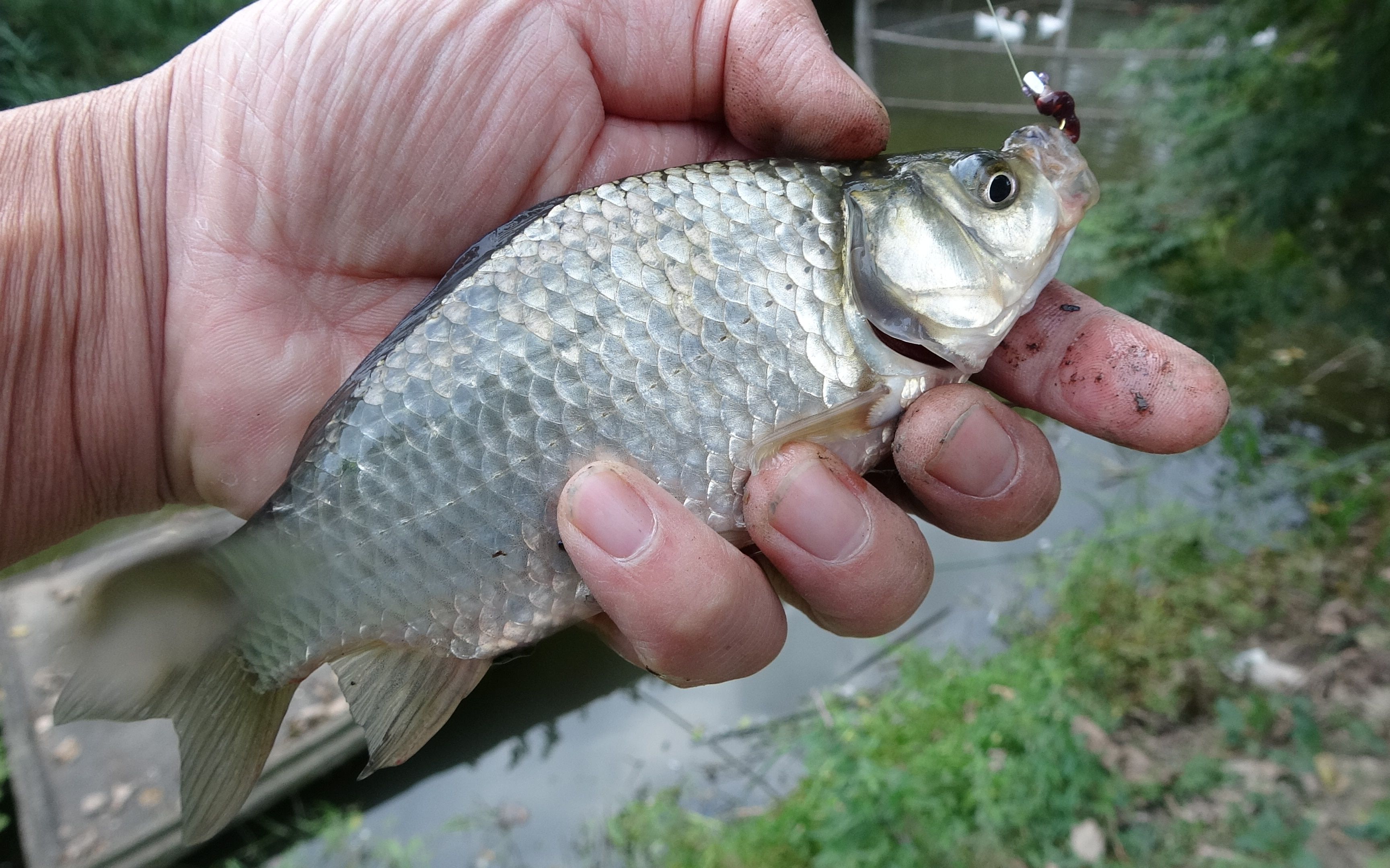 钓鱼还是传统钓厉害,2个小时就轻轻松松钓了半桶鲫鱼