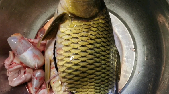 这鲤鱼有没有五斤?