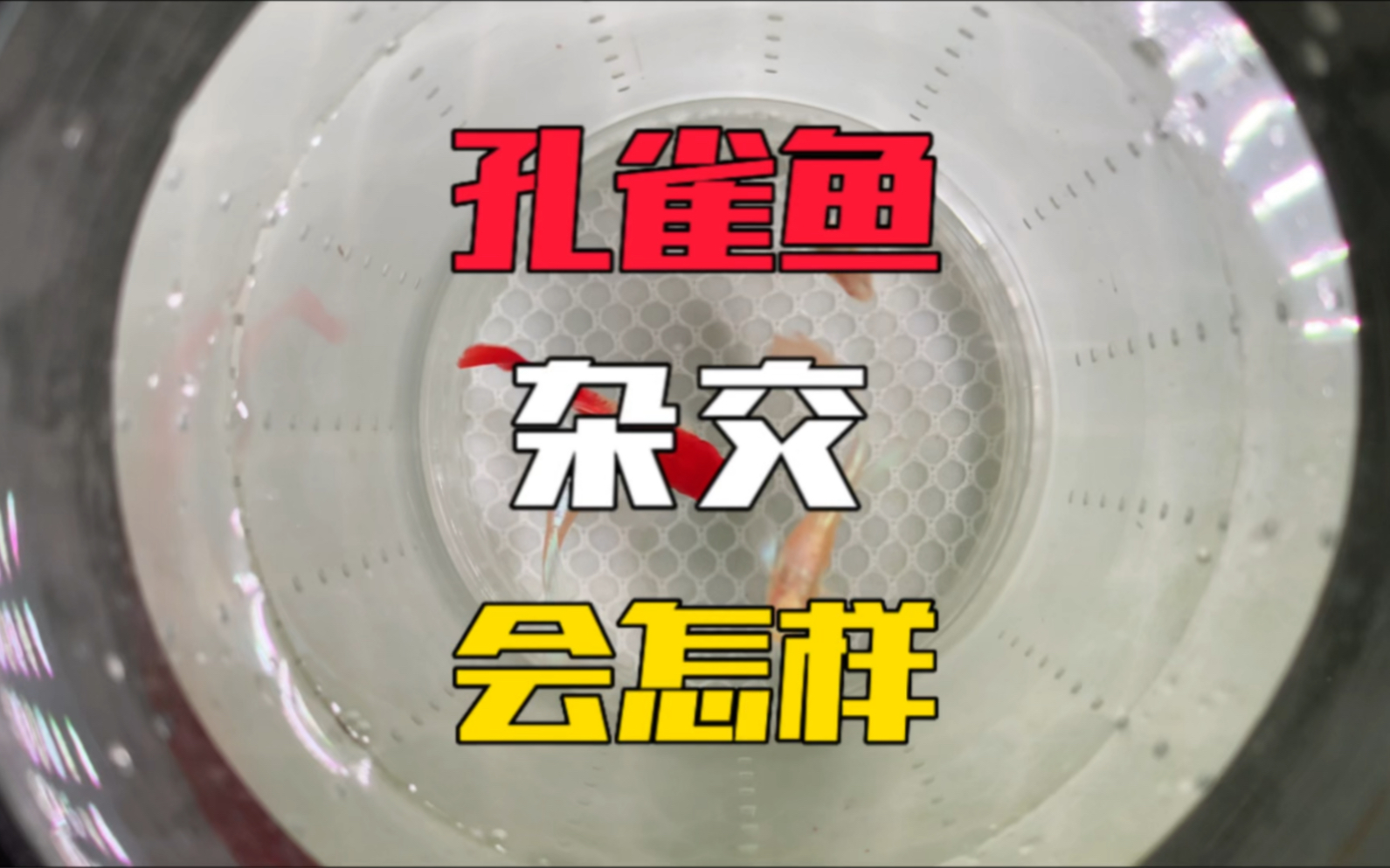 鸿运当头和天空蓝孔雀鱼杂交会怎样?生出来的小鱼苗太意外了
