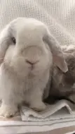 不可以吃兔兔哦