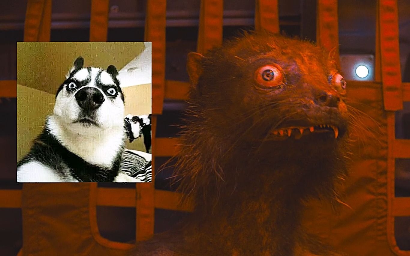 x特遣队里谁最聪明?我只佩服演技满分的黄鼬侠