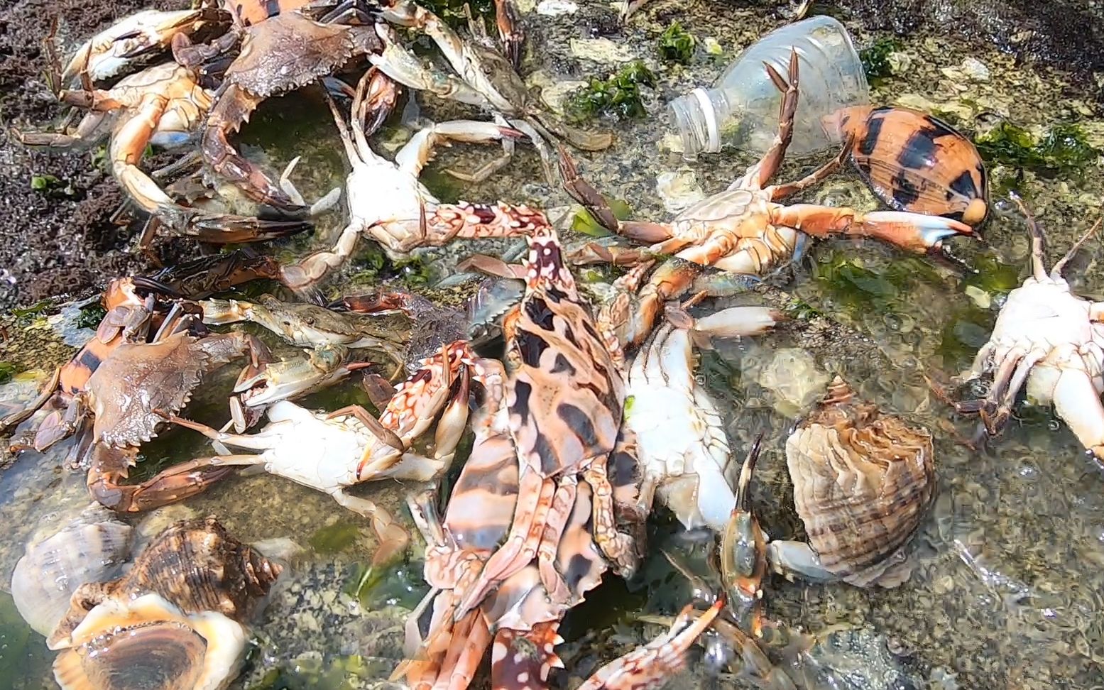 小靖意外闯进蟹王老巢,发现大螃蟹泛滥成灾,这样赶海太爽了