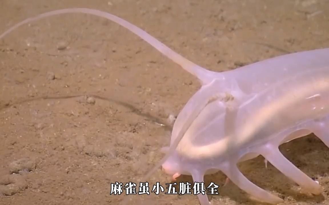 水做的吸尘器,帝王蟹的育儿奶妈,极度脆弱的深海怪兽——海猪
