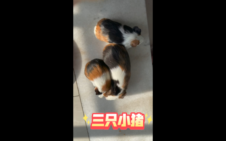 小猪小猪这样叫