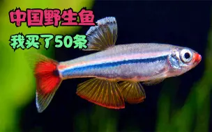 下载视频: 中国野生小型观赏鱼，不用加热，还很漂亮，我买了50条