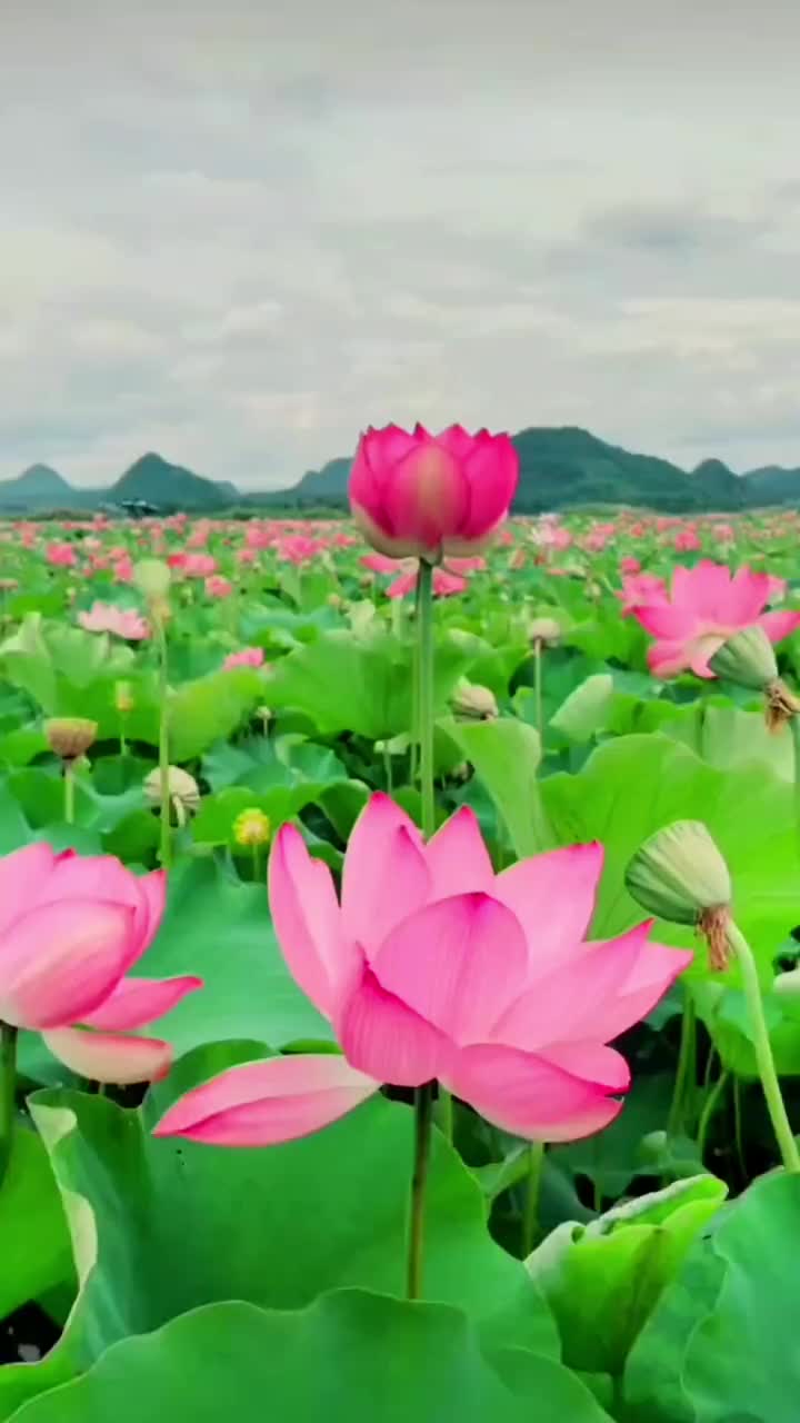 云南普者黑荷花你去看了吗又是一年荷花盛开的季节荷塘美景云南普