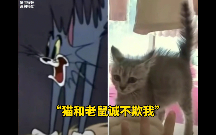 [图]“猫咪被吓一跳的真实反应”