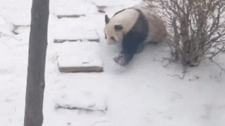 【熊猫】妙音宝宝的雪地棉……不太防滑哔哩哔哩bilibili