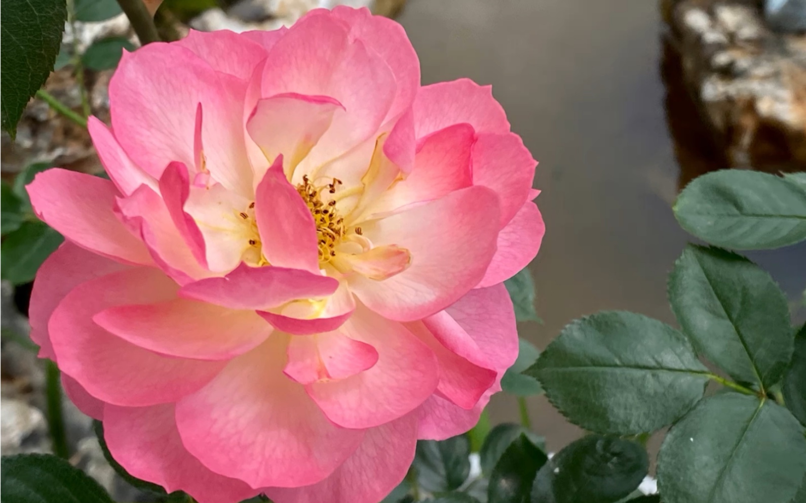 花瓣少的月季也很好看呀!果然养花久了眼光和爱好一直在变!