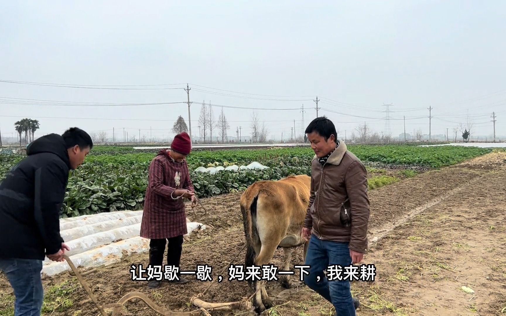 [图]【农村生活】小时候妈妈总说，不好好读书长大就是个耕田种地的，这不就应验了