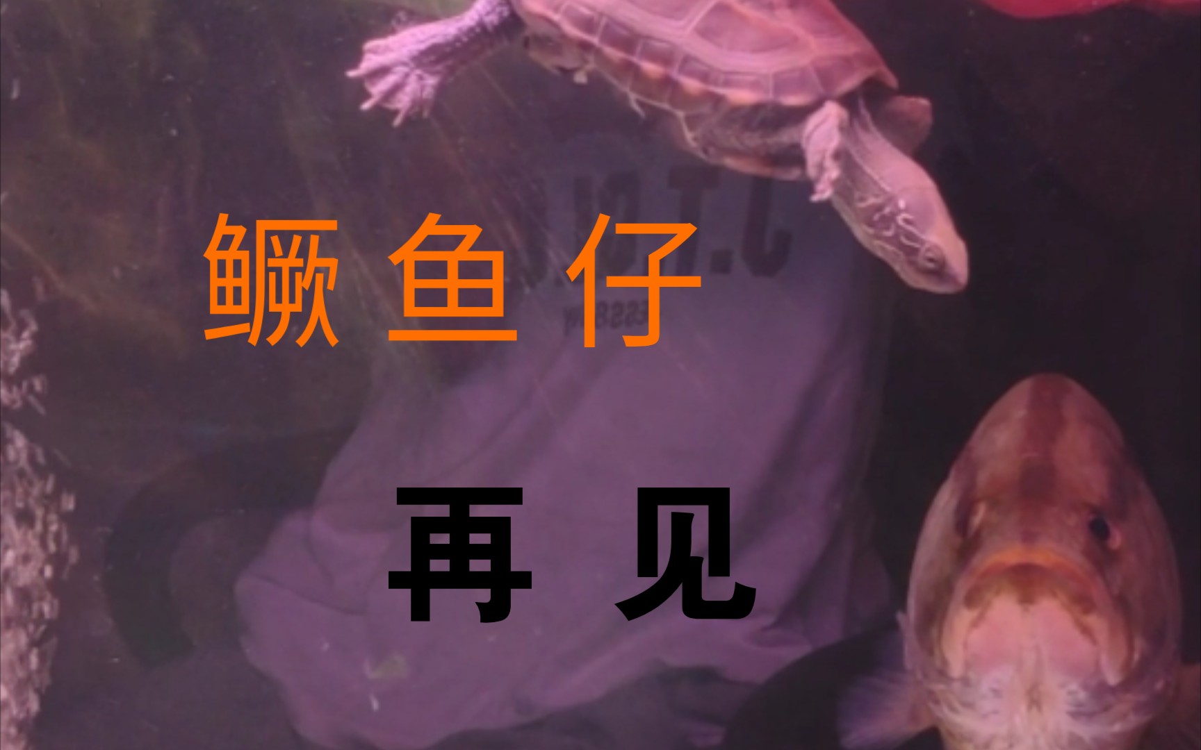 死亡 才是一切的终结19年野采的一批沙塘鳢全死了20年的鳜鱼也死的只剩下一条哔哩哔哩bilibili