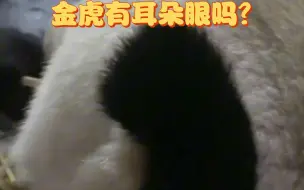 Скачать видео: （考古）金虎有耳朵眼吗？