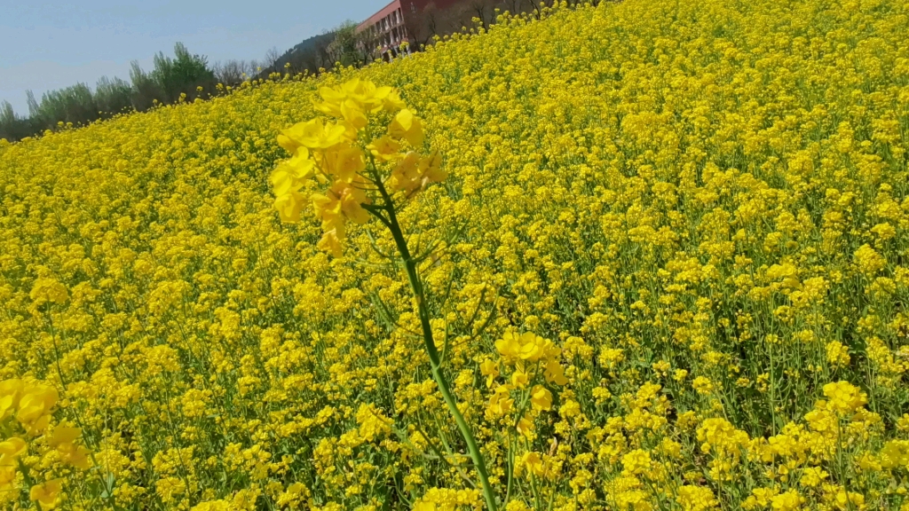 山东交通学院油菜花图片