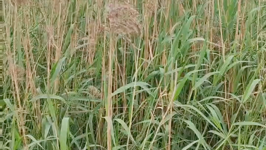 芦苇是很常见的草药,芦根养阴化痰哔哩哔哩bilibili