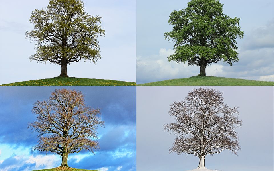 一棵树的一年四季图片图片