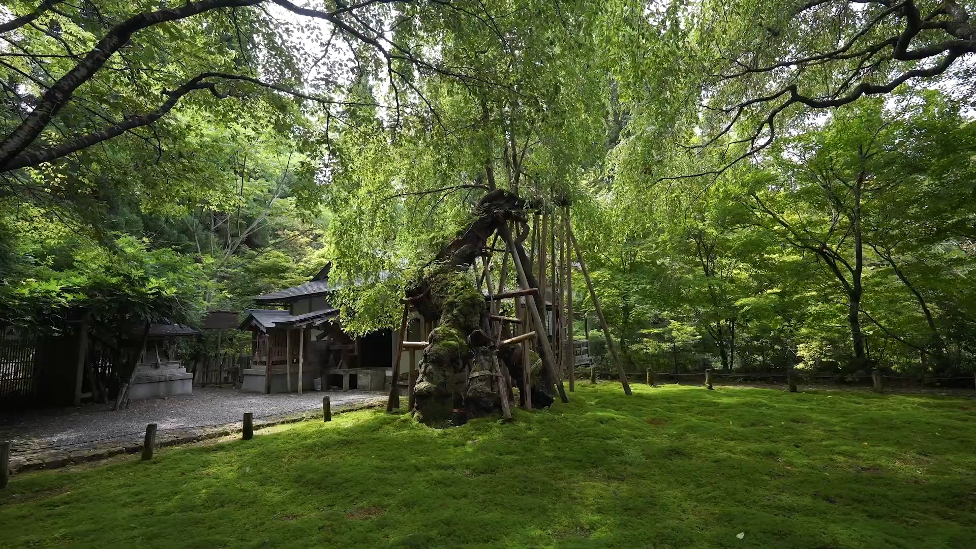 日本建筑 京都庭院 常照皇寺哔哩哔哩bilibili