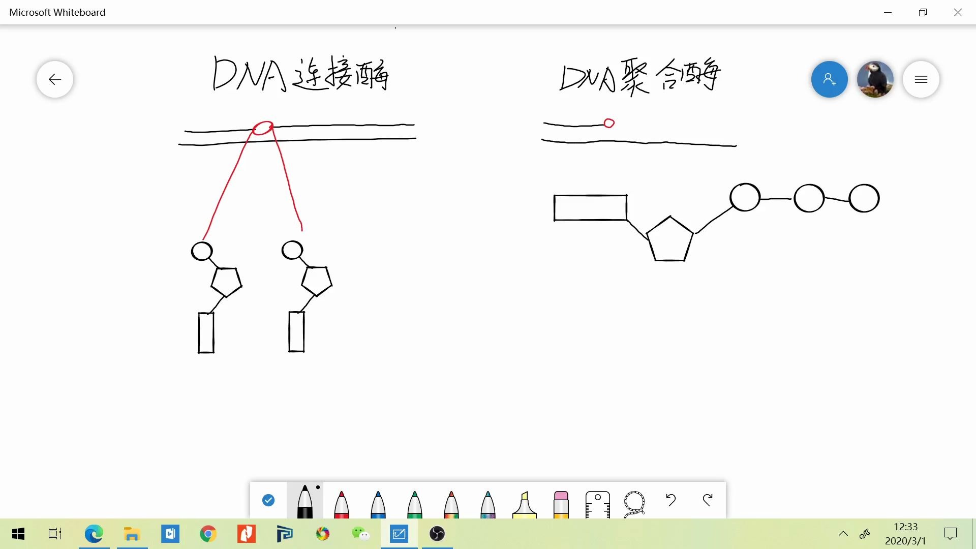 DNA聚合酶与DNA连接酶哔哩哔哩bilibili