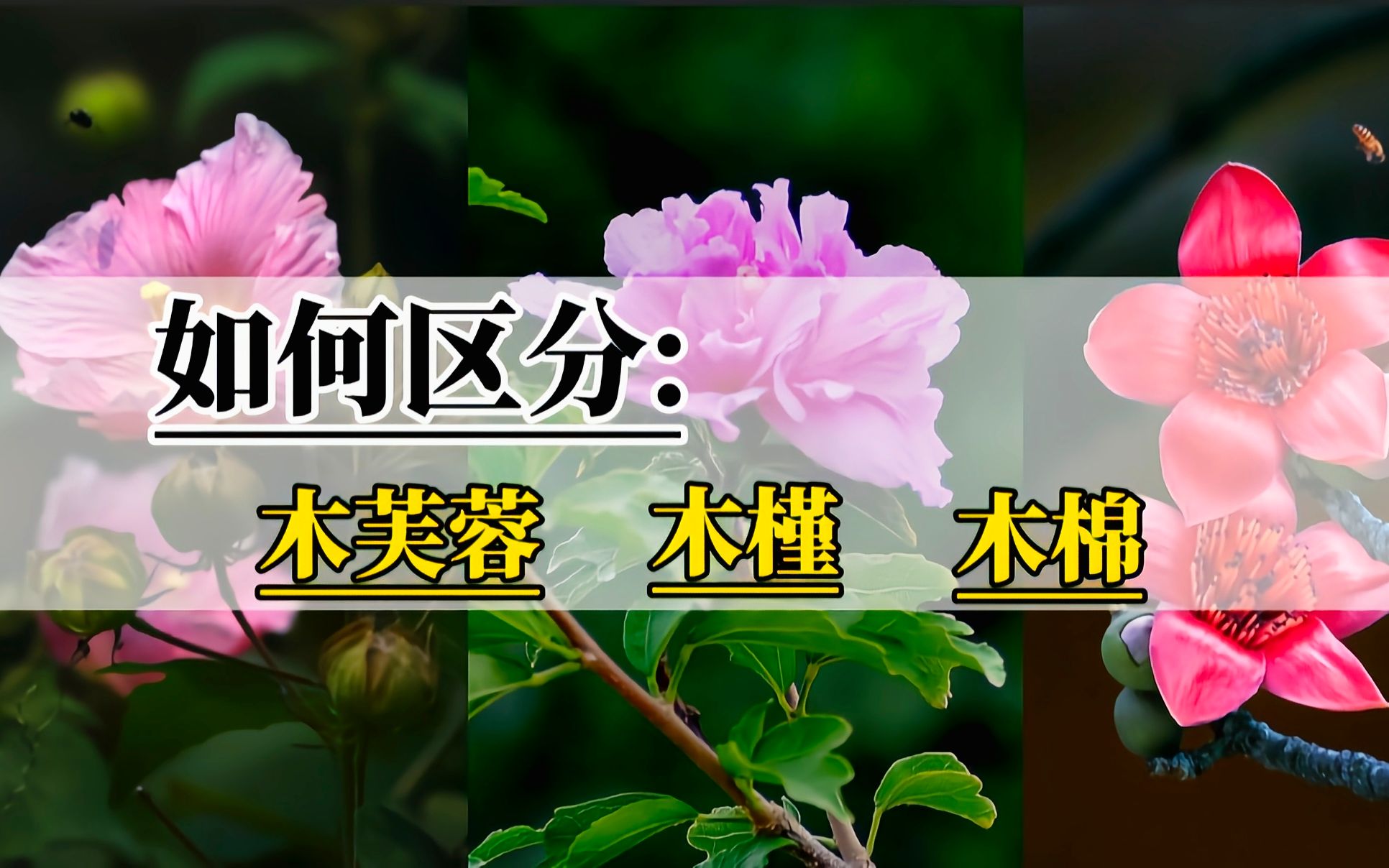 [图]木芙蓉、木槿、木棉如何区分？