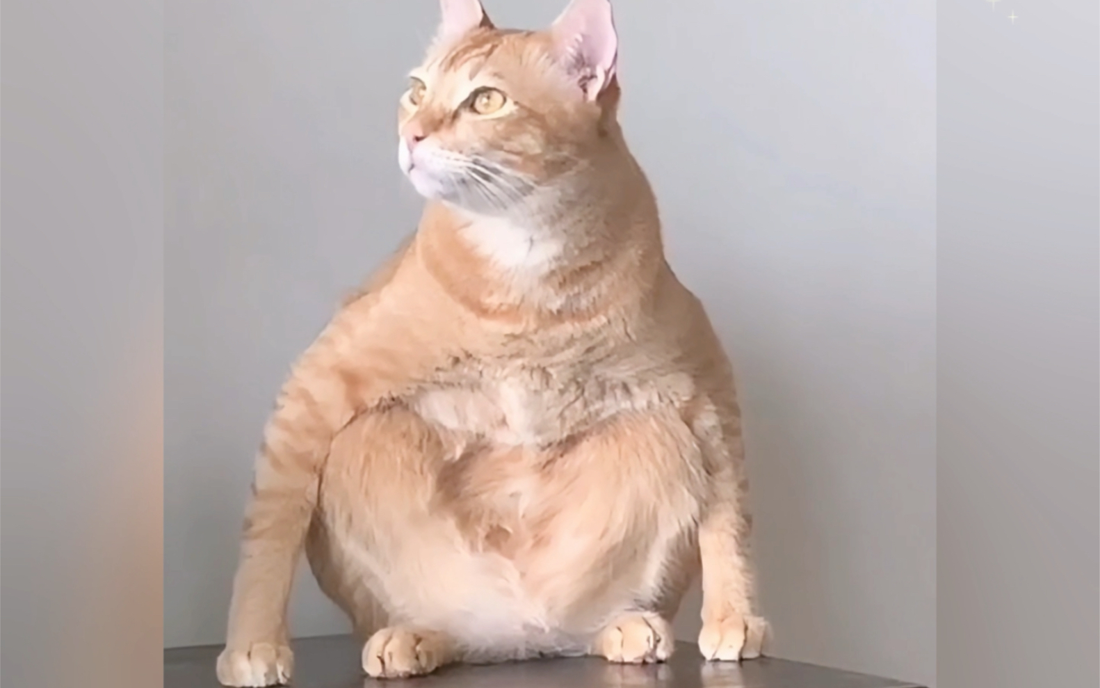 模仿主人的猫咪,把自己当人了