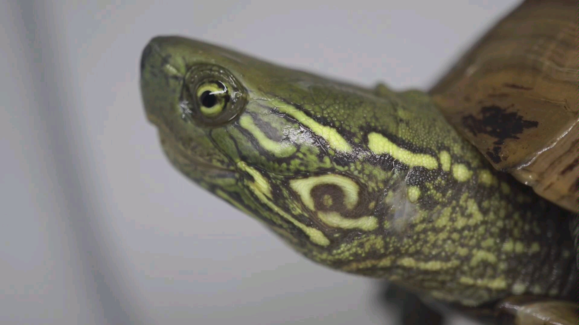 【草龟】锈墨彩出(日常)田黄绿头小妖