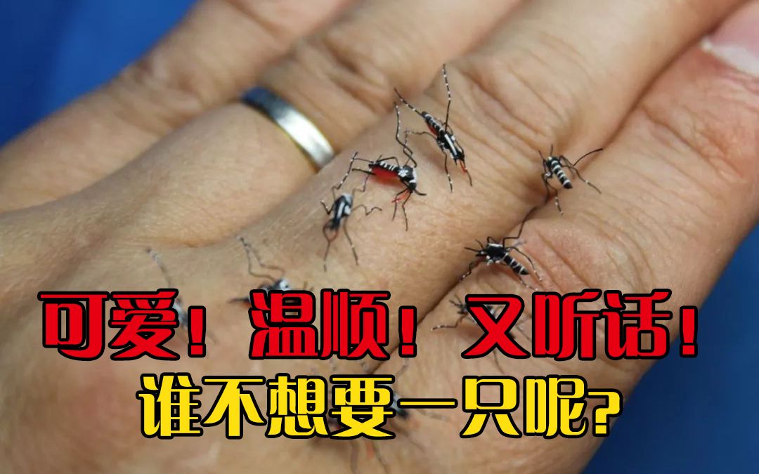 【宠物蚊子】每天都要带蚊子遛弯,这么可爱谁又不想要一只呢?