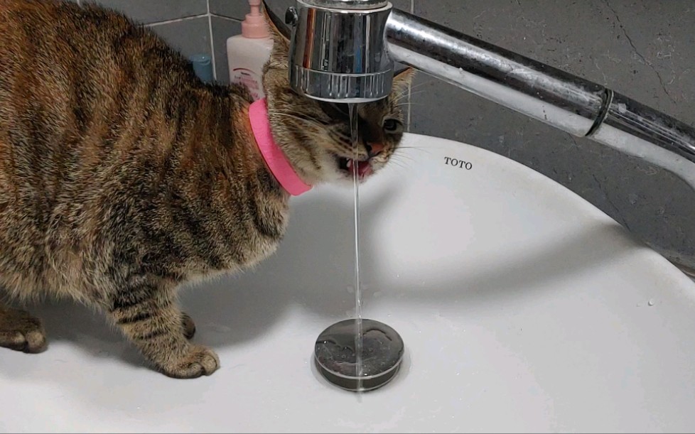 喂饮水啦先舔舔水龙头