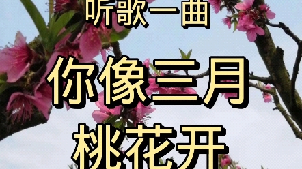 [图]听歌一曲：“你像三月桃花开”