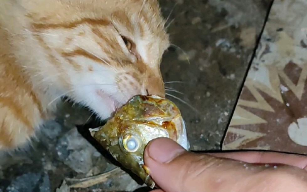 钓鱼给猫哥恢复身材 十  还是熟的鱼对猫哥的诱惑力更大,看完就知道猫