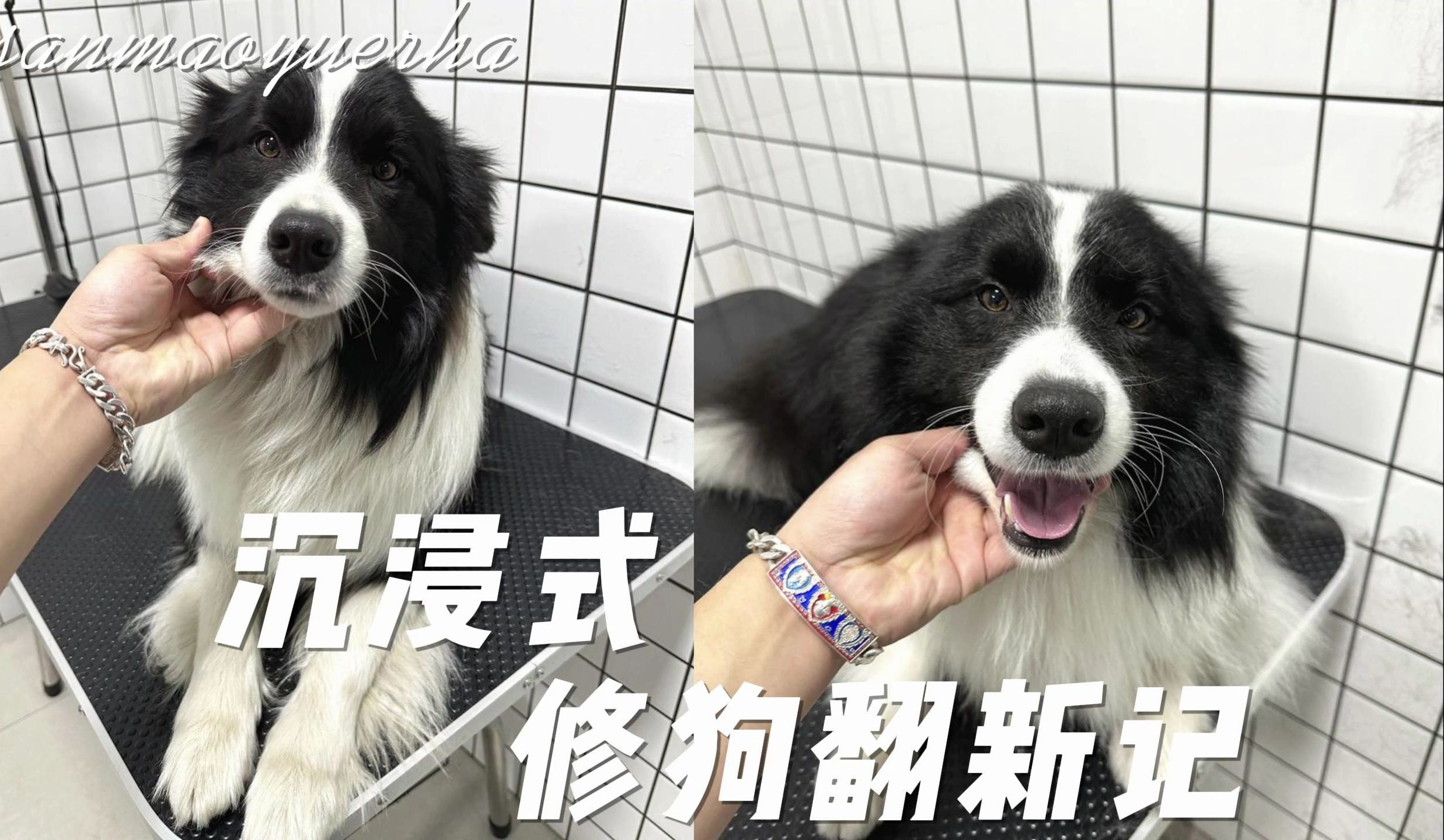 第一视角沉浸式翻新修狗狗