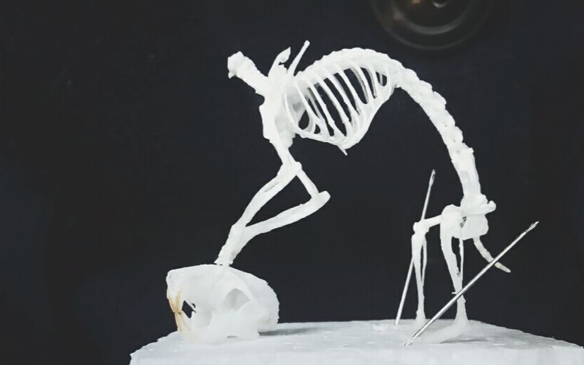 仓鼠的骨骼结构图片