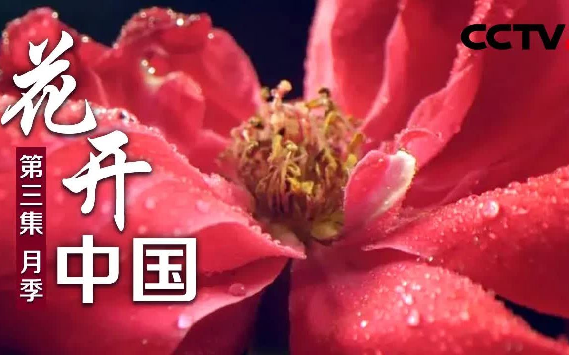 《花开中国》第三集 月季 CCTV纪录哔哩哔哩bilibili