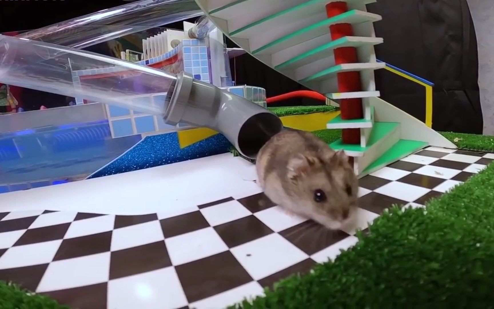 仓鼠大闹水上乐园3