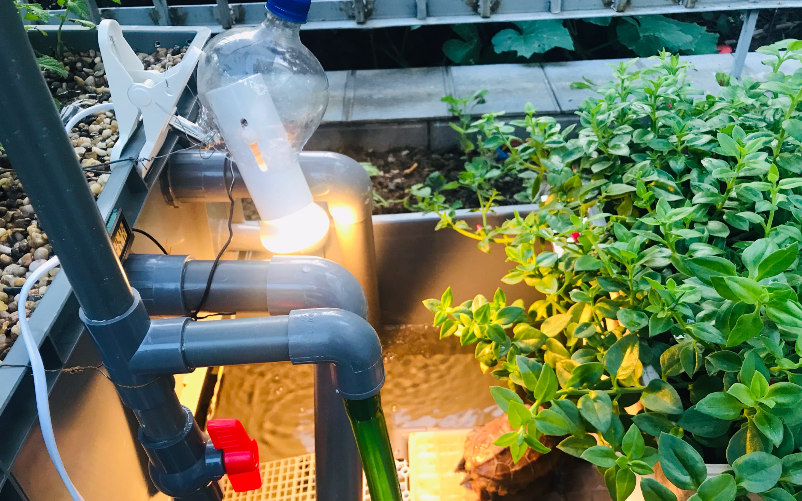 沼泽过滤,草龟喂食,生活记录