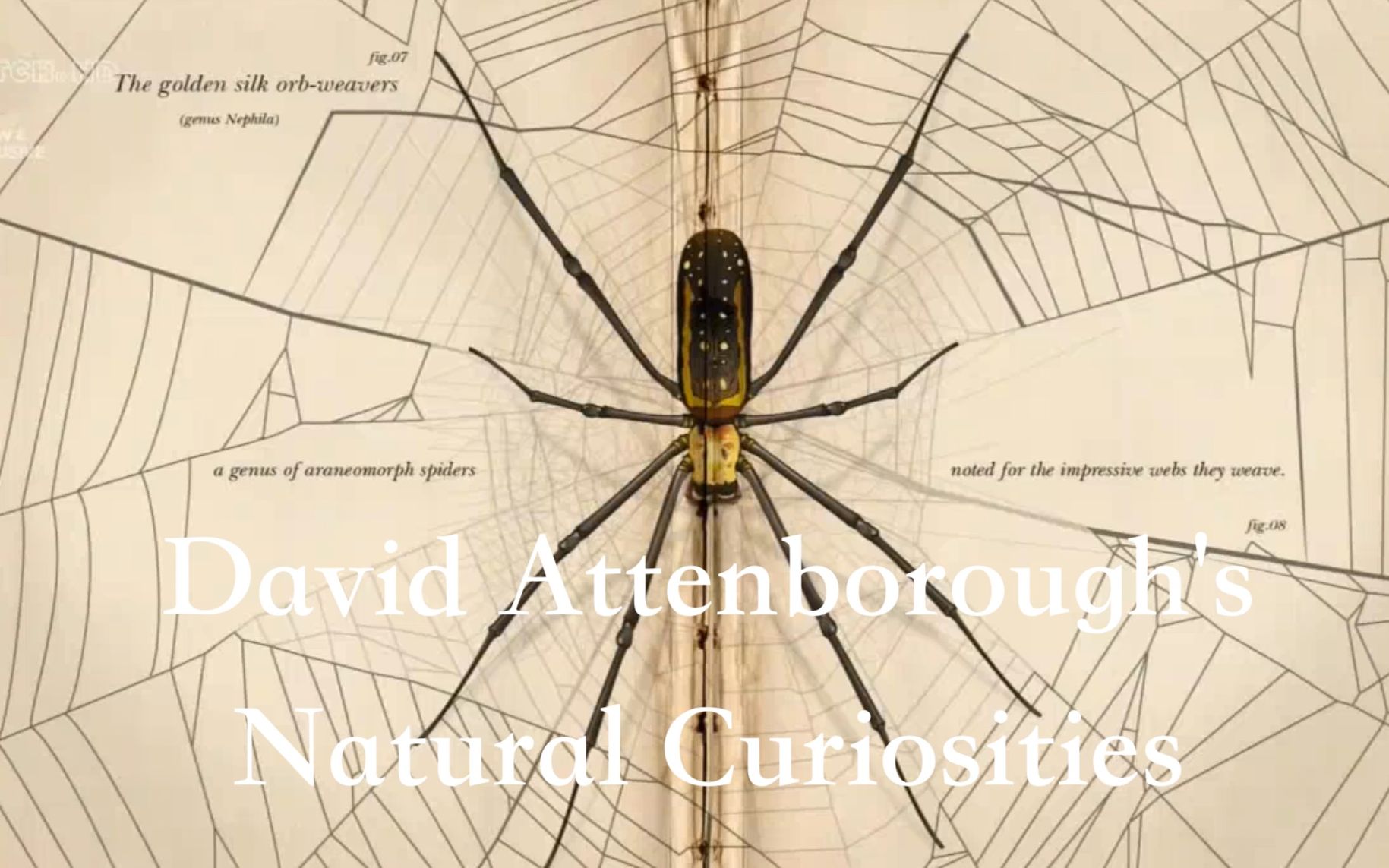 [图]【UKTV】大卫·爱登堡：自然趣闻 第3季 David Attenborough's Natural Curiosities Series 3