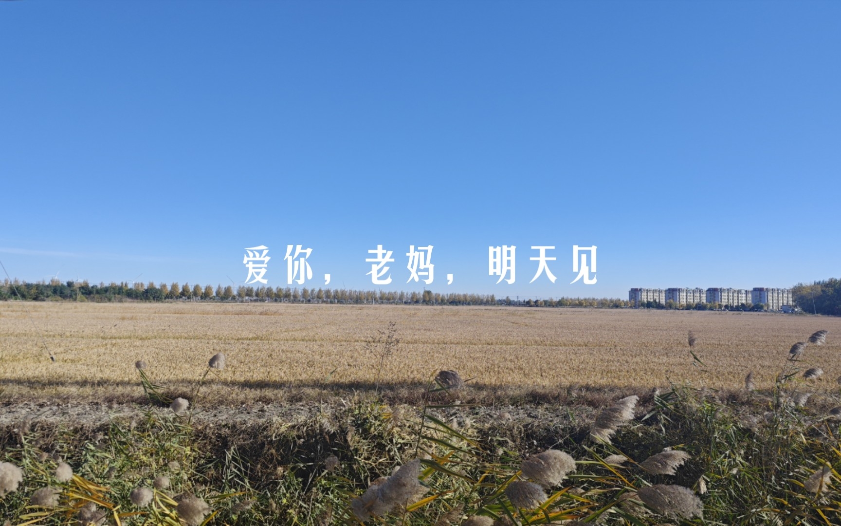 "爱你,老妈,明天见".