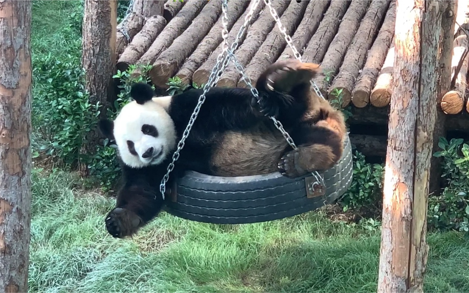 大熊猫自娱自乐的熊孩子