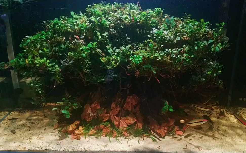 草缸树形造景,野株辣椒榕和迷你榕打造一棵大树