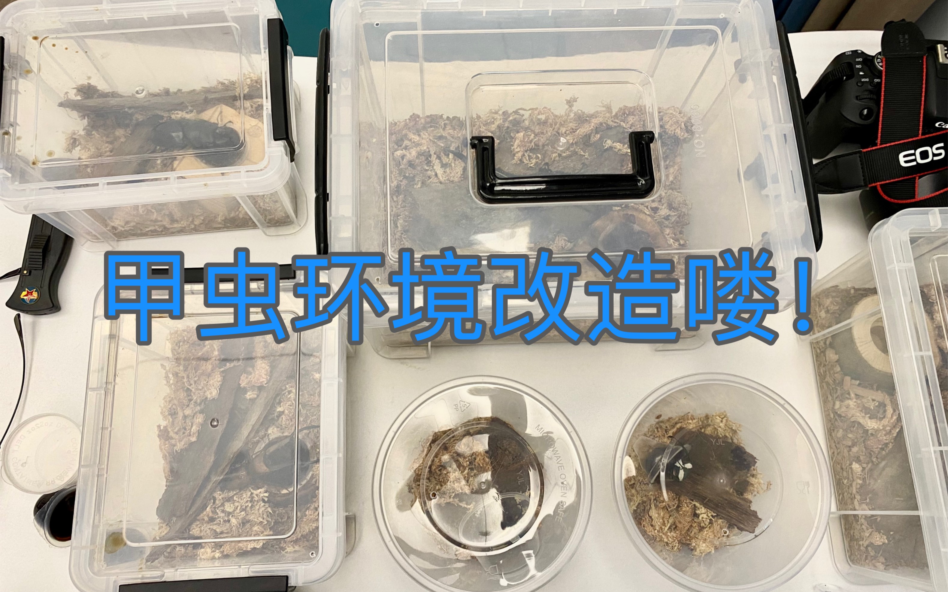 甲虫日常快来看哦!长戟大兜虫&美他利佛 制作饲养环境&换果冻哔哩哔哩bilibili