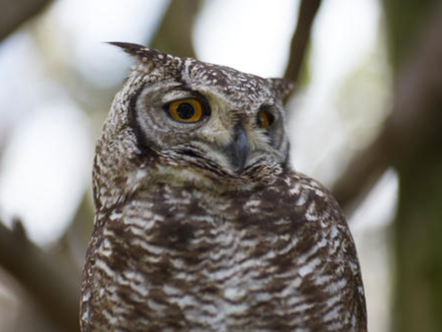 活动  动物园9《猫头鹰》