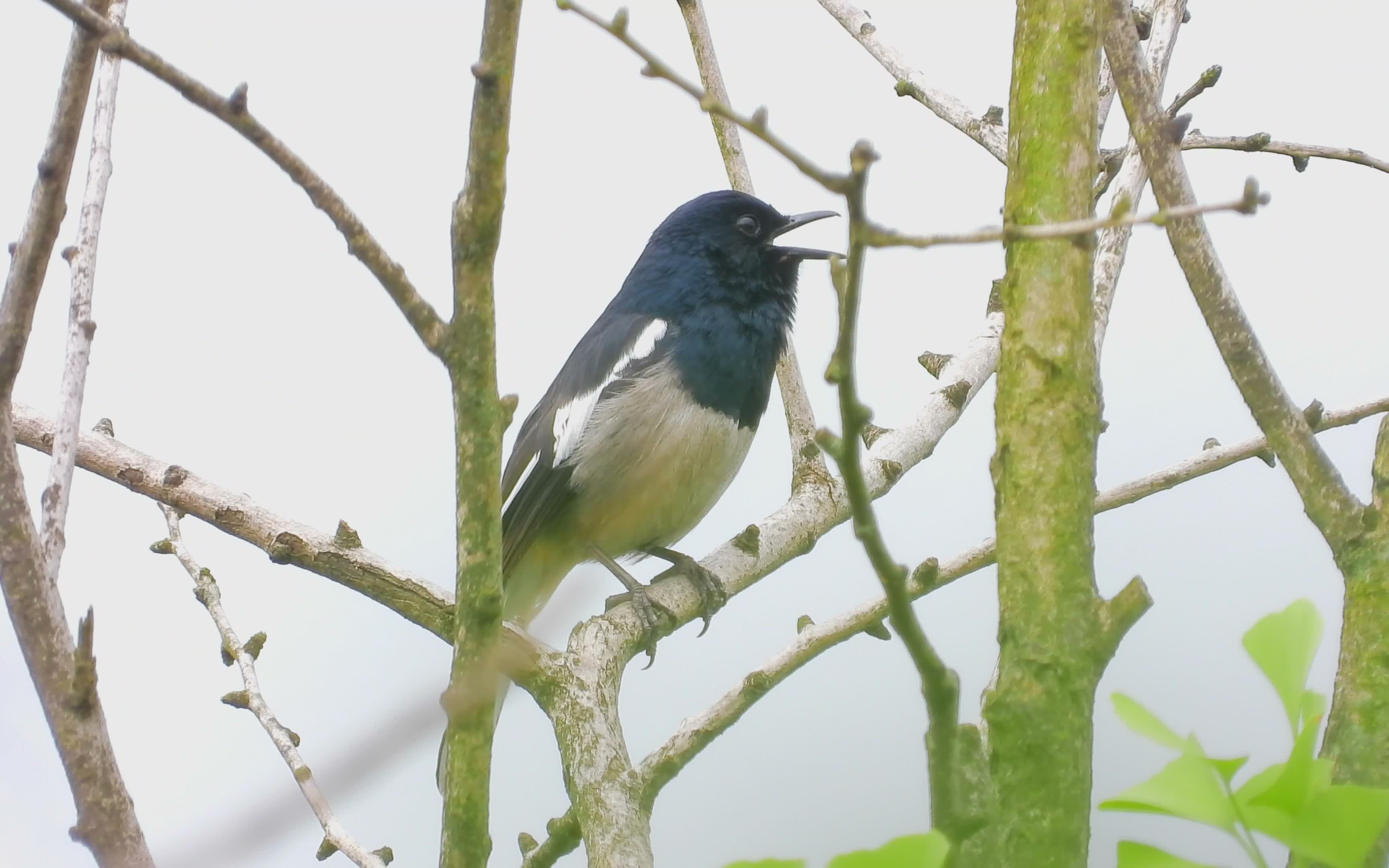 银杏上的四喜鸟,好听的四喜鸟叫声