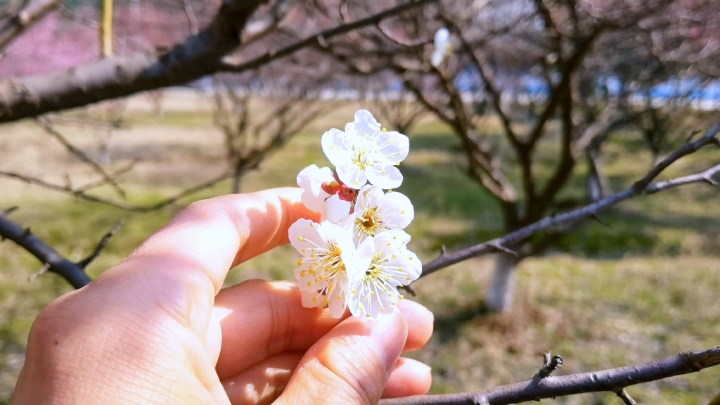 [图]早春第一花梅花开了！与蜡梅咋区别？