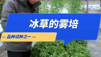 自从有了气雾栽培，对地就没有要求了，什么菜都能自己种了。#我的小菜园 #智慧农业 #关注我一起学种菜
